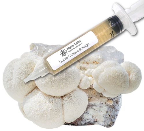 Close-up of a clear liquid culture syringe labeled ‘Myco Labs Liquid Culture Syringe’ placed in front of a cluster of white, pom-pom-like lion’s mane mushrooms growing from a cultivation bag.