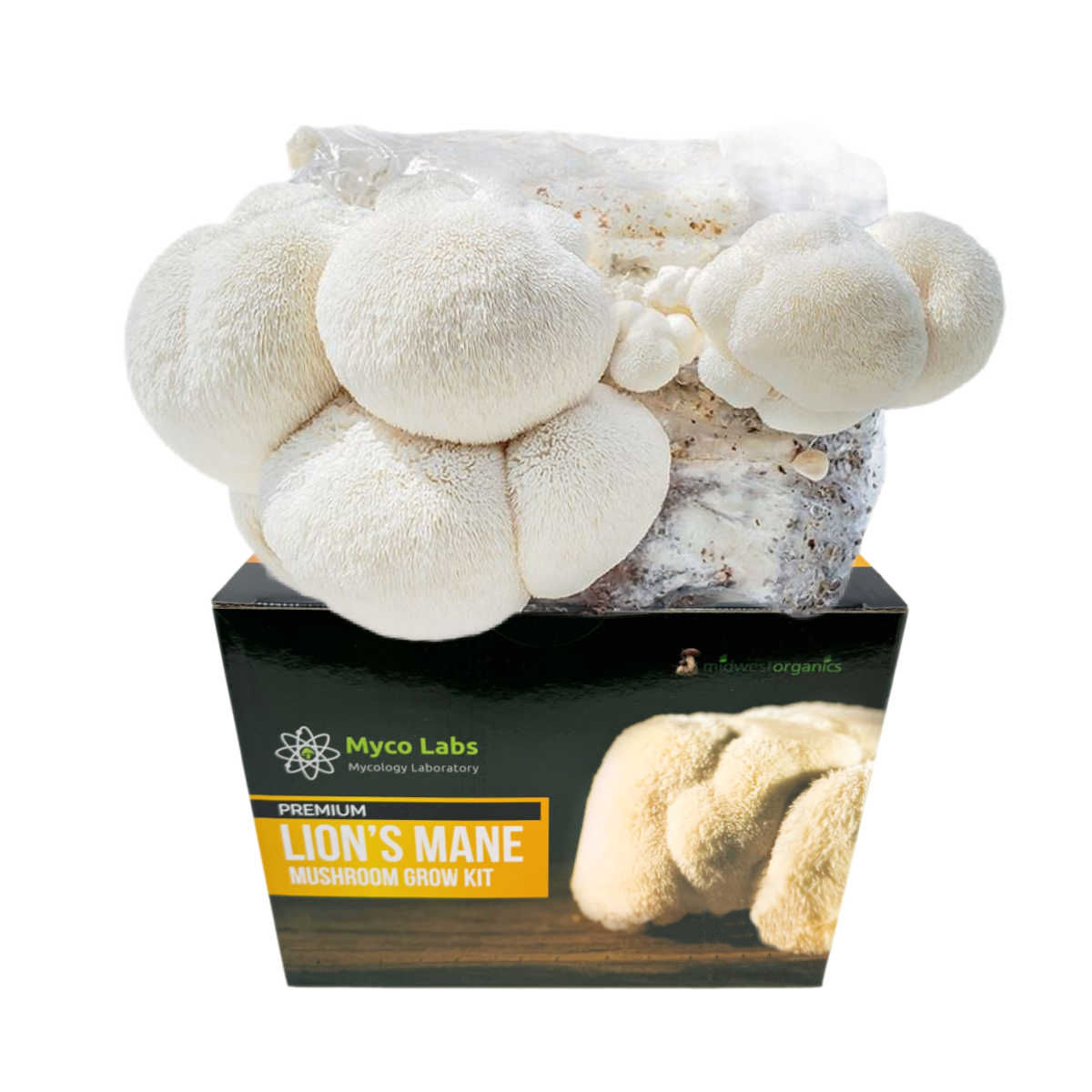 Lions Mane Mushroom Grow Kit (5lbs)  Lions Mane Mushroom Grow Kit, mycolabs lions mane grow kit, Lions Mane Mushrooms, beginners, experienced cultivators, remarkable characteristics, Transform Your Space, Natures Most Regal Fungi, awe-inspiring sight, cascading white spines, indoor garden, incredible health benefits, Boost Your Brain Power, Elevate Your Mood, cognitive-enhancing, mood-regulating properties, Simple, Sustainable, 5lb, eco-friendly materials, highest quality harvest, Hericium erinaceus, top-selling varieties, support brain health, delectable mushroom, culinary enjoyment, numerous mushroom flushes, 4-6 weeks, larger, coral-like growth, enjoyable variety, extraordinary mushroom, native, North America, Europe, Asia, traditional Chinese, Japanese medicine