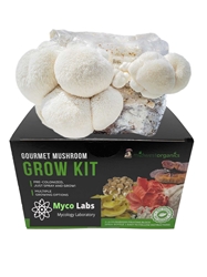 Lions Mane Mushroom Grow Kit (5lbs)  lion's mane, mushroom, grow kit, supplement, health, benefits, brain, easy, growing, beginner