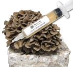Maitake (Hen of the Woods) Liquid Culture Syringe (10cc)    maitake,hen of the woods