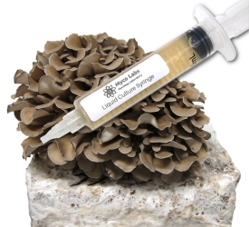 Maitake (Hen of the Woods) Liquid Culture Syringe (10cc)    maitake,hen of the woods