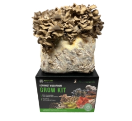 Picture of maitake hen of the woods grow kit