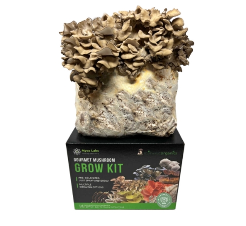 Picture of maitake hen of the woods grow kit