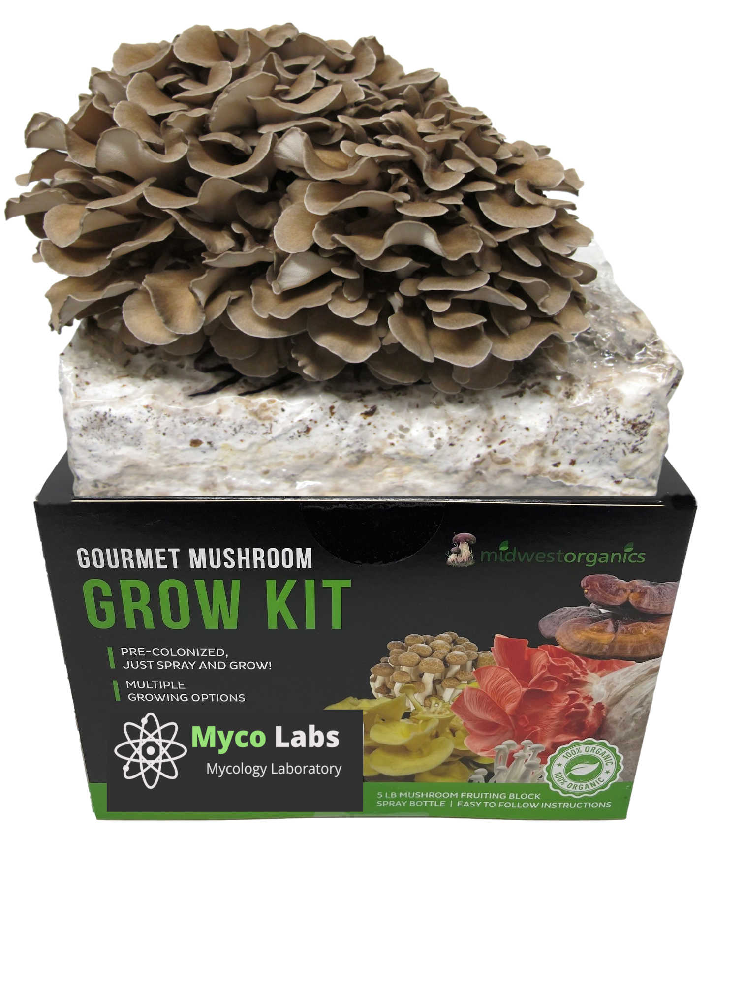 Maitake (Hen of the Woods) Mushroom Grow Kit (5lbs) Mushroom Growing Kit Chicken Of The Woods