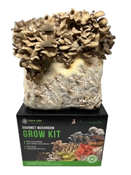 Maitake (Hen of the Woods) Mushroom Grow Kit (5lbs)    maitake, hen of the woods, grifola frondosa, mushroom, grow kit, health, benefits, immune system, cancer, tumors, lower, blood sugar, cholesterol, support, growing, easy