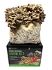 Maitake (Hen of the Woods) Mushroom Grow Kit (5lbs)