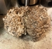 Maitake (Hen of the Woods) Mushroom Grow Kit (5lbs)    - MAI5