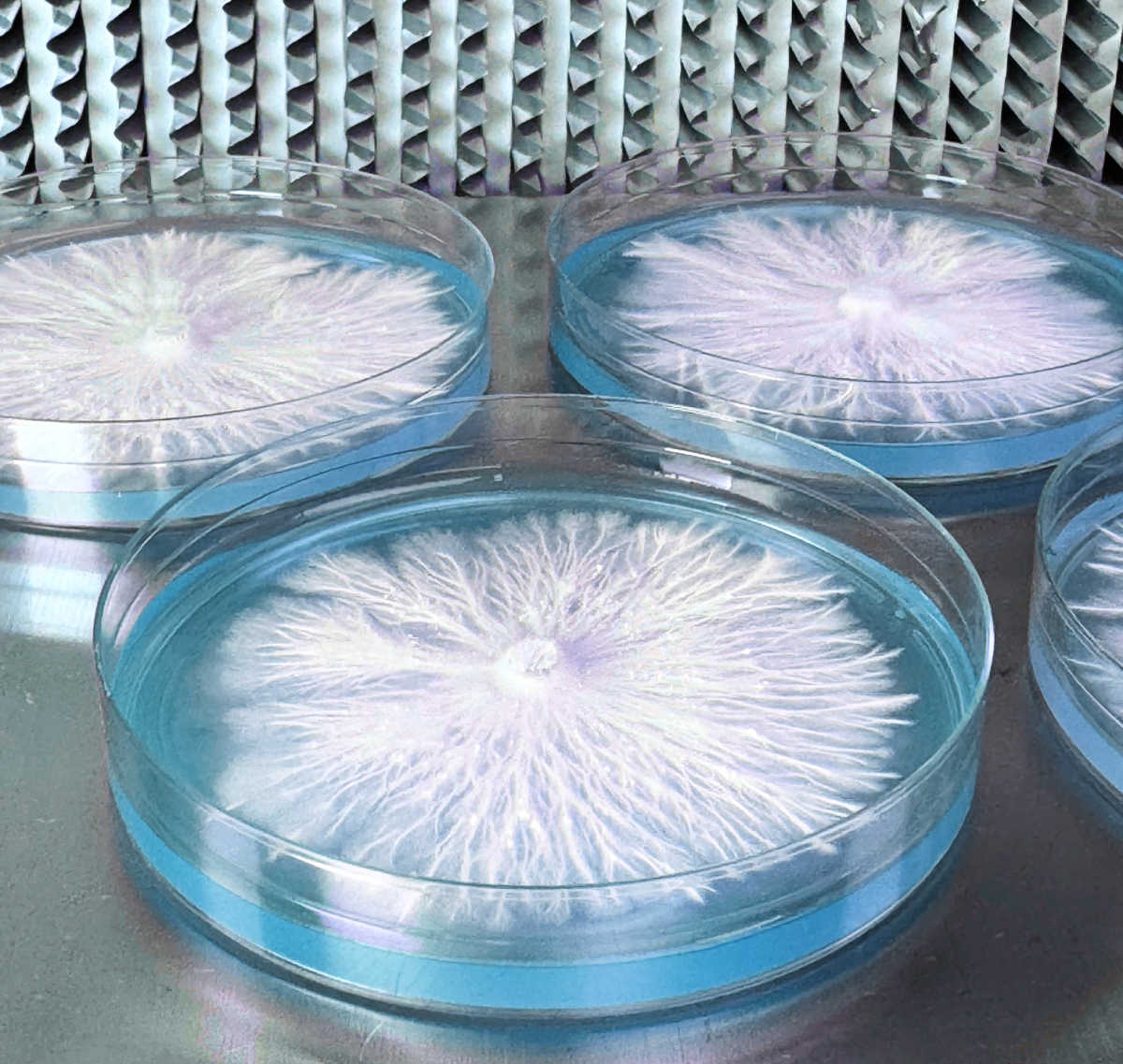AGAR AGAR Powder 100% Pure High Strength Powder (1 LB)