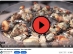 Mycolabs 350W Mushroom Dehydrator With Adjustable Temperature Control  - MDH1