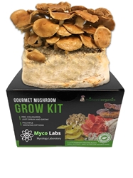 Nameko Mushroom Grow Kit (5lbs)   nameko, mushroom, mushrooms, grow kit, mushroom grow kit, gourmet mushrooms, health benefits, cooking, delicious, flavor, growing, japan