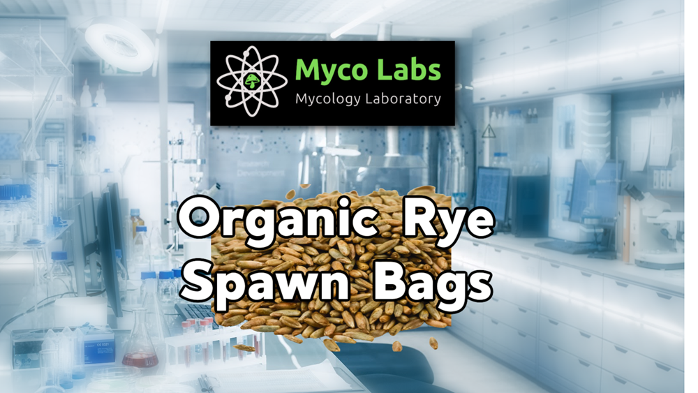 Show Pakistani Multiplication Organic Rye Berry spawn bags with Injection Port