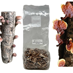 Outdoor Mushroom Plug Spawn for Natural Logs (200-Pack)