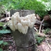 Outdoor Mushroom Plug Spawn for Natural Logs (200-Pack)  - P200