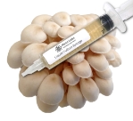 Pearl Oyster Liquid Culture Syringe (10cc) Pearl Oyster