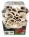 Pearl White Oyster Mushroom Grow Kit (5lbs) - PRL5