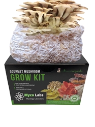  Phoenix Oyster Mushroom Grow Kit (5lbs)