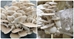  Phoenix Oyster Mushroom