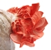 Pink Oyster Mushroom Grow Kit (5lbs)     - POY5