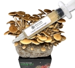 Pioppino Black Poplar Liquid Culture Syringe (10cc) pioppino