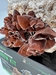 MycoLabs Wood Ear Mushroom Grow Kit (5lbs)