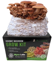 Pioppino (Black Poplar)  Mushroom Grow Kit (5lbs)  pioppino,black poplar,pina pina