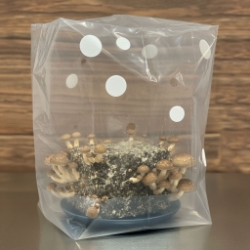 Portable Mushroom Humidity Tent  Mushroom Humidity Tent, multiple grows, newcomer, versatile dome, mushroom cultivation, incubating, bulk casing grows, highly effective, fruiting chamber, container, measuring 20.5" x 10" x 2.75", heavy-duty tray, durability, longevity, multiple uses