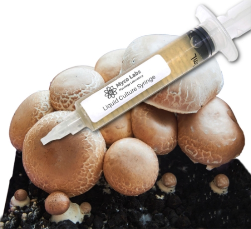 Close-up of a clear liquid culture syringe labeled ‘Myco Labs Liquid Culture Syringe’ placed in front of several brown portobello mushrooms growing on manure substrate.