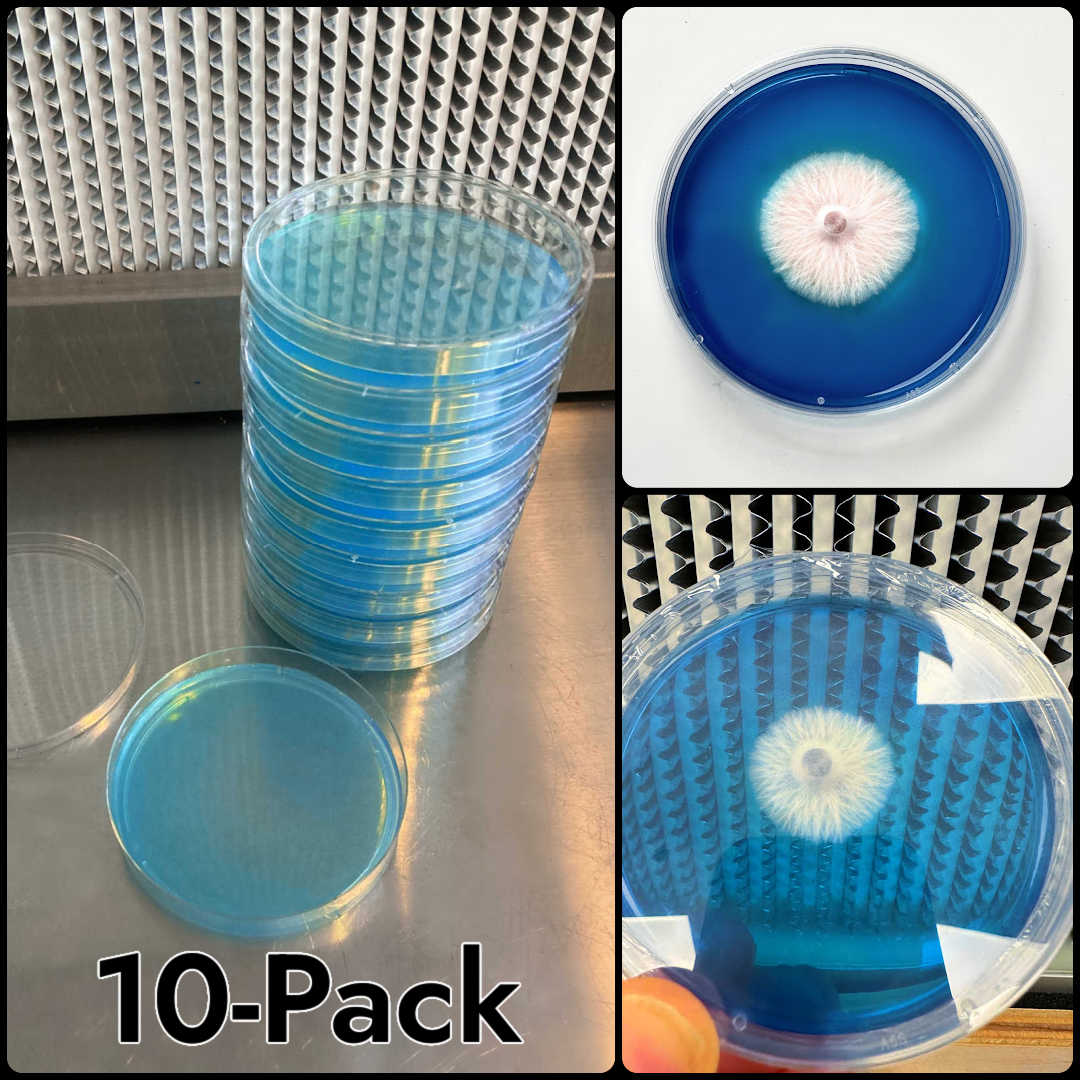 Rapid Rhizo Pre-Poured Sterilized Agar Plates (10-Pack) Rapid Rhizo Agar plates, mycologists, rhizomorphic growth, isolate, identify genetics, fresh daily, polyolefin packaging, agar, mushroom growing, mycelium colonies, fastest-growing, robust mycelium, tomentose mycelium, rhizomorphic mycelium, genetic strains, hyphal strands,