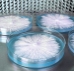 Rapid Rhizo Pre-Poured Sterilized Agar Plates (5-Pack)  - AGR9