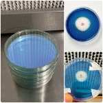 Rapid Rhizo Pre-Poured Sterilized Agar Plates (5-Pack)  Rapid Rhizo Agar plates, mycologists, rhizomorphic growth, isolate, identify genetics, fresh daily, polyolefin packaging, agar, mushroom growing, mycelium colonies, fastest-growing, robust mycelium, tomentose mycelium, rhizomorphic mycelium, genetic strains, hyphal strands,