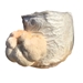 Lion's Mane Mushroom Grow Kit (5lbs)  - LM1