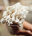Pearl White Oyster Mushroom