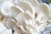 Pearl White Oyster Mushroom Grow Kit (5lbs) - PRL5