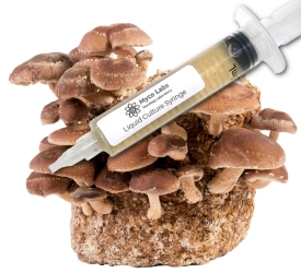 Close-up of a clear liquid culture syringe labeled ‘Myco Labs Liquid Culture Syringe,’ positioned next to a dense block covered with clusters of brown shiitake mushrooms.