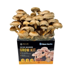 A Shiitake mushroom grow kit with a block of pre-colonized substrate growing multiple clusters of healthy mushrooms. The kit includes a 5 lb mushroom fruiting block, a spray bottle, and easy-to-follow instructions for cultivation. 