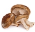 Shiitake Mushroom Grow Kit (5lbs)   - SHT1