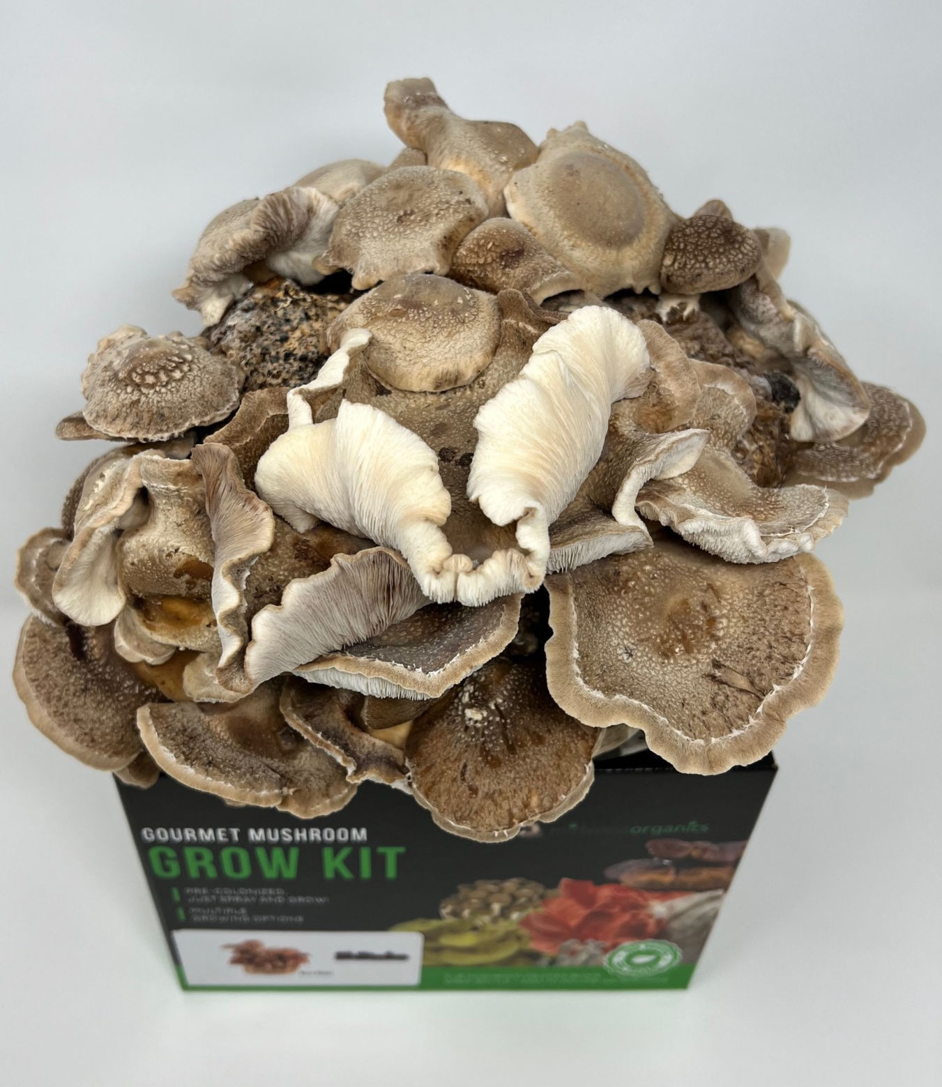 Mycélium de Shiitaké - Kit de culture Champignons - grow mushrooms kit