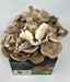 Shiitake Mushroom Grow Kit (5lbs)   - SHT1