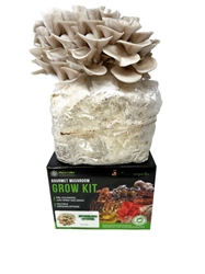 Sporeless Oyster Mushroom Grow Kit (5lbs)  Sporeless Oyster Mushroom Grow Kit, Mycolabs Pearl Oyster Grow Kit, easy cultivation, hardwood and grain spawn blend, first-generation mycelium, beginner-friendly, step-by-step instructions, bold earthy flavor, nutrient-dense, protein-rich, eco-conscious, sustainable agriculture, versatile mushrooms, Pleurotus genus, Pleurotus ostreatus var. pearl, fan-shaped caps, gray to light brown, wavy or ruffled edges,