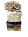 Sporeless Oyster Mushroom Grow Kit (5lbs)  - SLO5