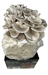Sporeless Oyster Mushroom Grow Kit (5lbs)  - SLO5