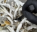 The Canopy Cutter - Mushroom Monotub Harvesting Tool - CC1