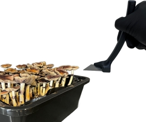The Canopy Cutter - Mushroom Monotub Harvesting Tool mushroom harvesting tool, mushroom cutter, monotub harvesting knife, mushroom grow kit accessories, mushroom cutting tool, carbide blade mushroom knife, mushroom harvesting blade, mushroom trimming tool, mushroom grow supplies, mushroom growing tools, flush harvesting tool, mushroom knife for monotubs, precise mushroom cutter, mushroom cultivation equipment, monotub mushroom harvesting tool, ergonomic mushroom knife, mushroom harvesting without lifting, mushroom picking knife, mushroom grow kit tools, mushroom flush cutter