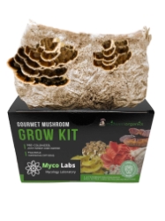 Turkey Tail Mushroom Grow Kit for indoor growing