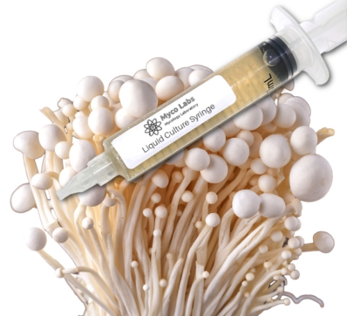 Close-up of a clear liquid culture syringe labeled ‘Myco Labs Liquid Culture Syringe,’ positioned next to a dense block covered with clusters of white enoki mushrooms