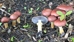 Wine Cap (King Stropharia) mushrooms