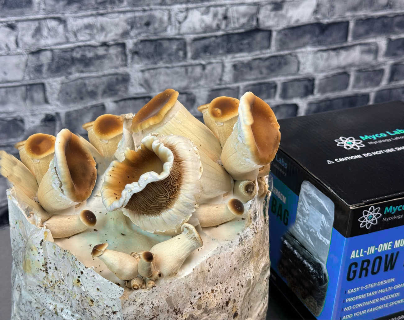 6 lbs All in One Mushroom Grow Bags | Midwest Grow Kits