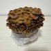 XL All-in-One Mushroom Grow Bag (6 lbs) for Manure Loving Mushrooms - ALXL