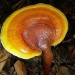 Yellow Reishi Liquid Culture Syringe (10cc)  - YRL10