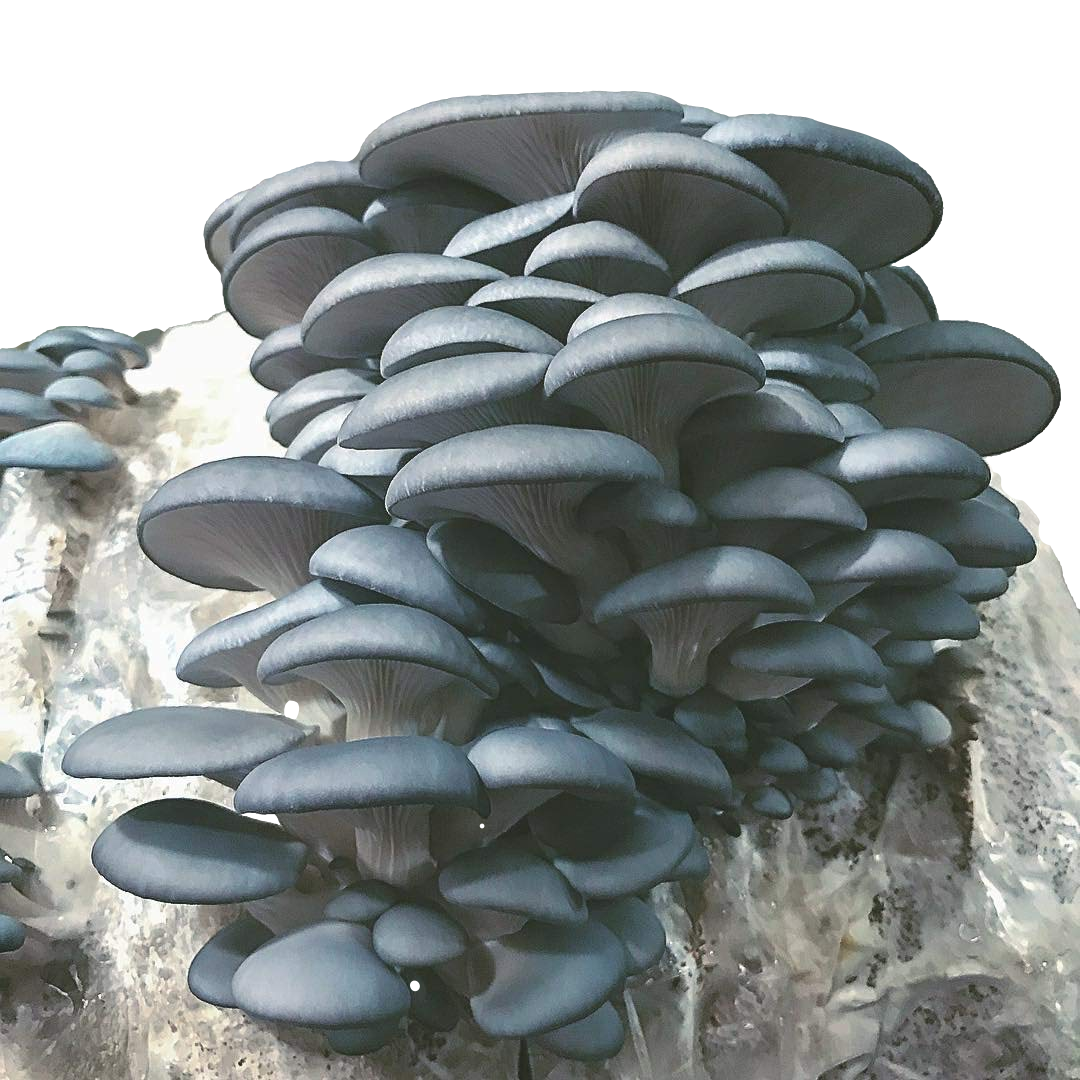 Blue Oyster